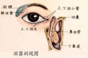 泪腺位置图片,人体泪液分泌的奥秘